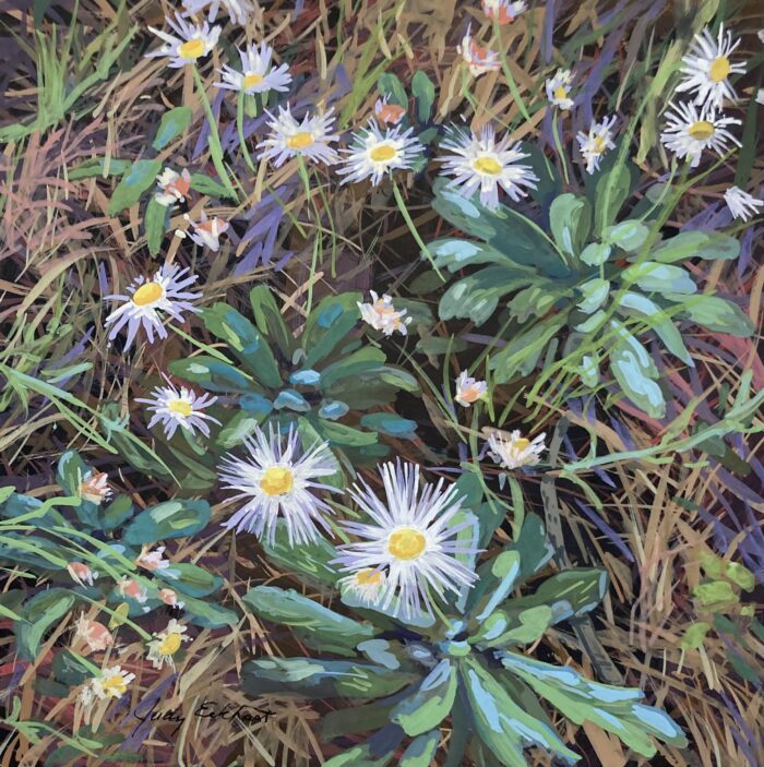 Fleabane Daisy